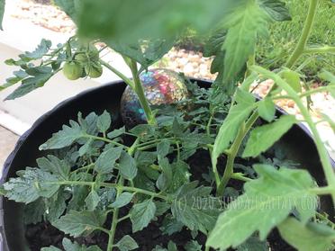 How To Grow Tomatoes Pots Easily Without A Garden For The Tastiest, Freshest Tomatoes Ever - SunDaze SaltAir