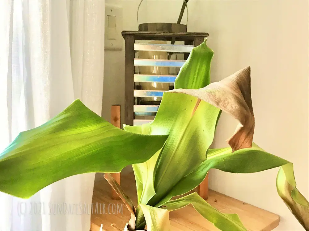 Why Are Leaf Tips Of Corn Plant (Dracaena) Brown & Drooping? How To Revive A Drooping Corn Plant - SunDaze SaltAir